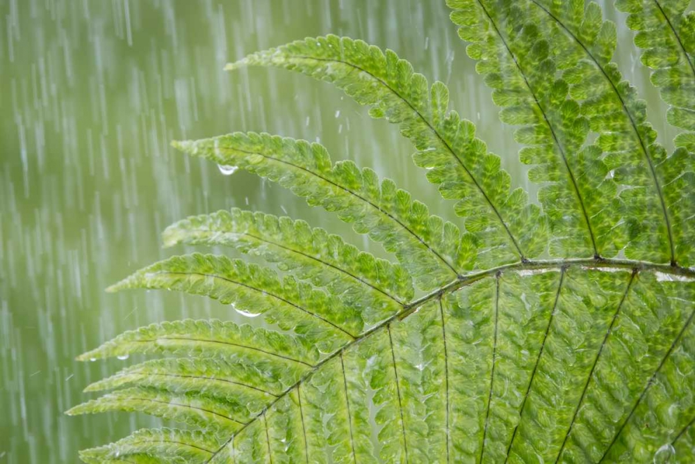 USA, Washington State, Seabeck Fern in rainfall
